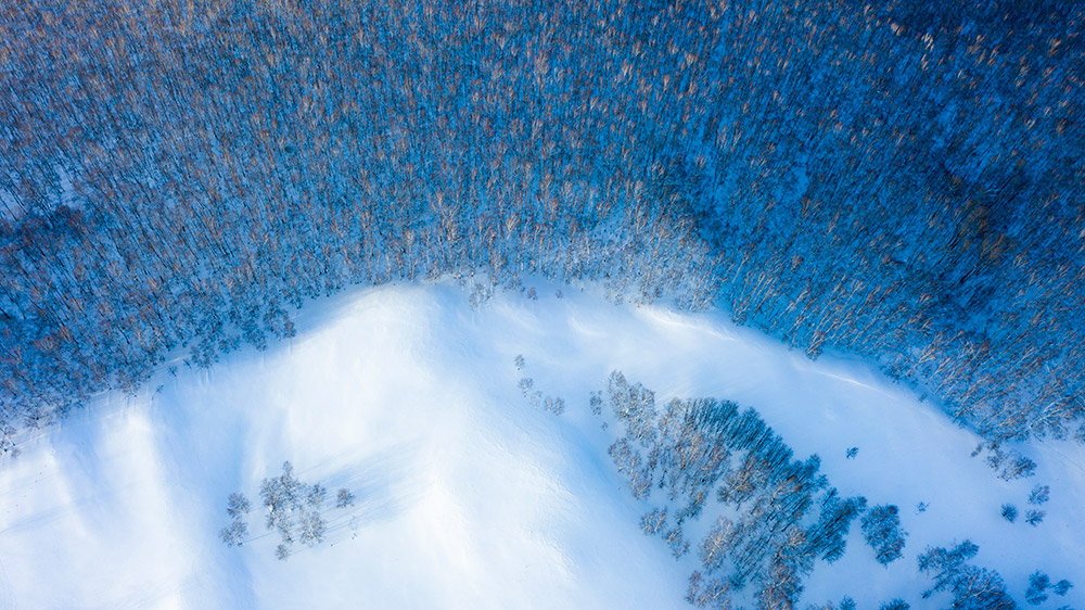 阿尔山雪桦林